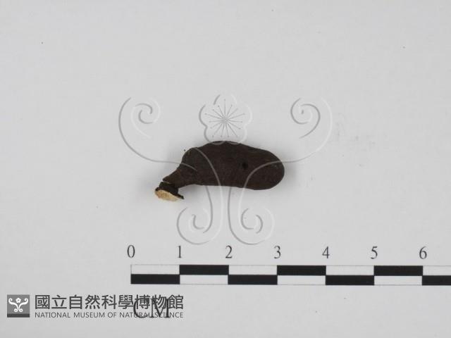 炭角菌屬藏品圖，第1張