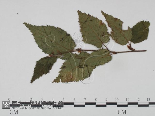 登錄號:F0018928藏品圖，第1張