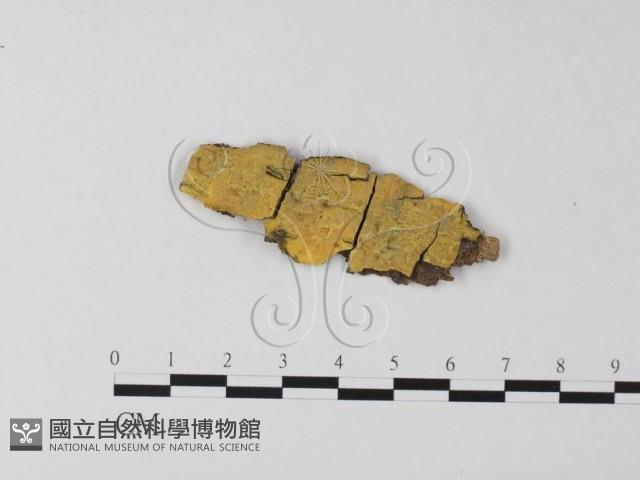登錄號:F0020928藏品圖，第1張
