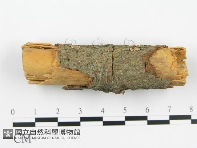 登錄號:F0000928藏品圖，第1張
