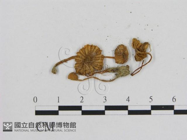 小菇屬藏品圖，第1張