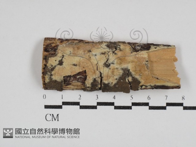 登錄號:F0030928藏品圖，第1張