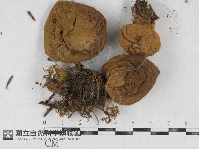 登錄號:F0026928藏品圖，第1張