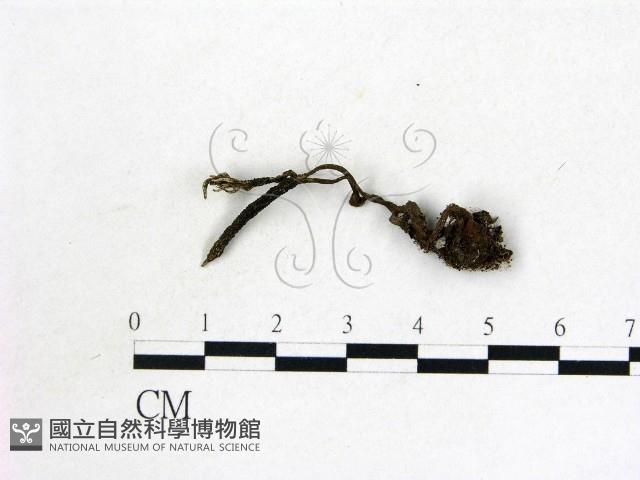 蟲草屬藏品圖，第1張