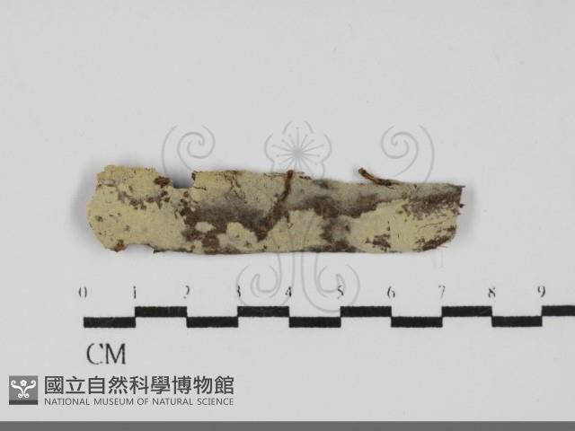 登錄號:F0031928藏品圖，第1張