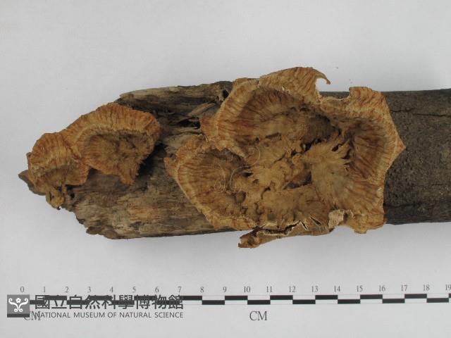 優雅波邊革菌藏品圖，第1張