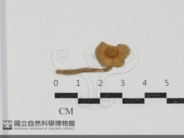 Accession Number:F0034928 Collection Image, Figure 1, Total 3 Figures