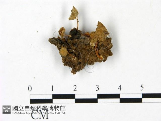 登錄號:F0022928藏品圖，第1張