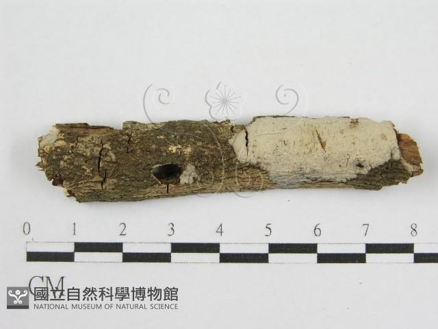 登錄號:F0012928藏品圖，第1張