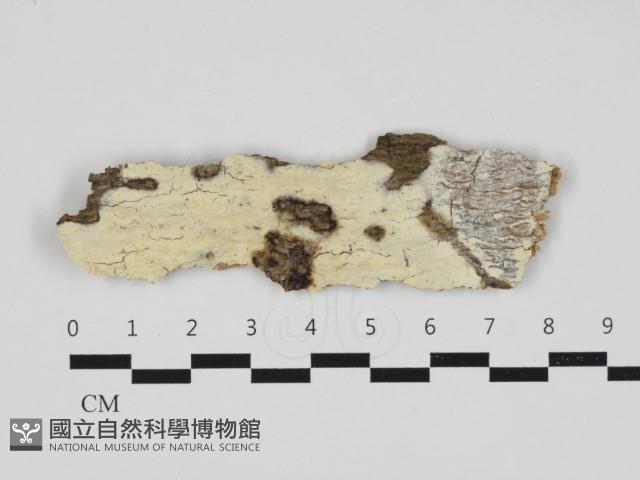 射脈菌屬藏品圖，第1張