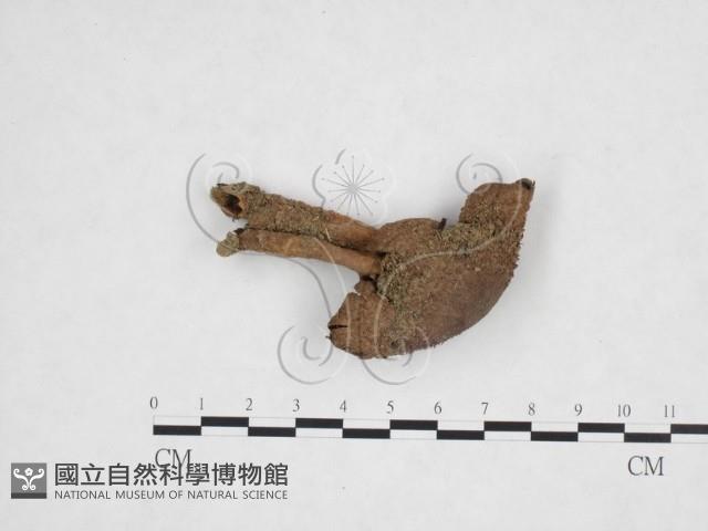 傘菌屬藏品圖，第1張