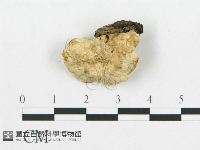 登錄號:F0005928藏品圖，第1張