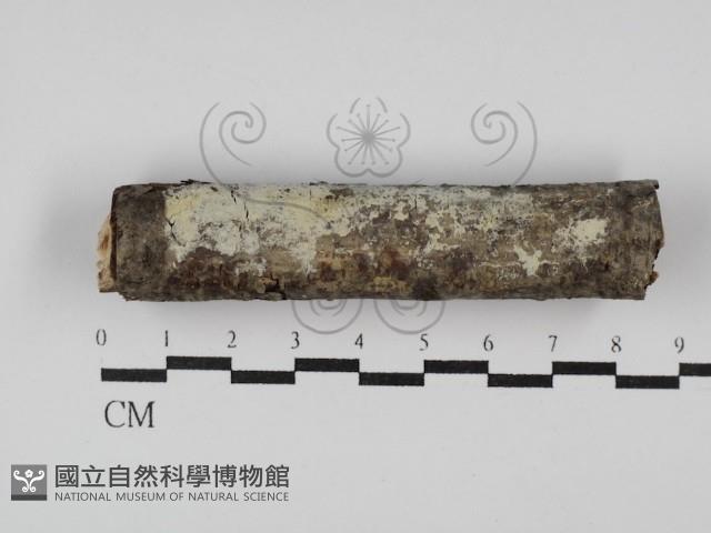 剛毛絲皮菌藏品圖，第1張