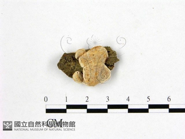 多年臥孔菌屬藏品圖，第1張