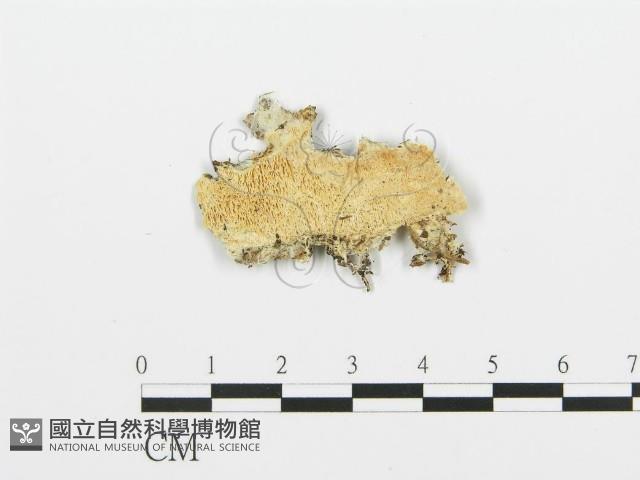 登錄號:F0013928藏品圖，第1張