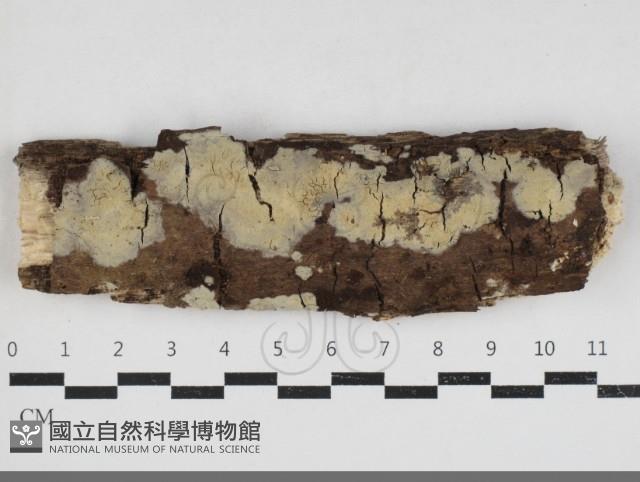 齒耳菌屬藏品圖，第1張