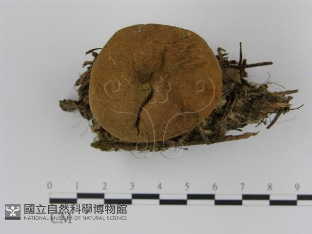 登錄號:F0000628藏品圖，第1張