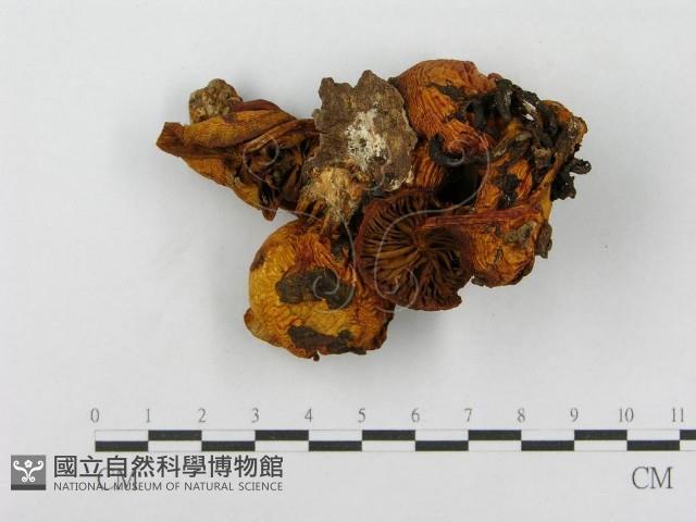 登錄號:F0010628藏品圖，第1張