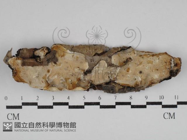 骨皮菌屬藏品圖，第1張