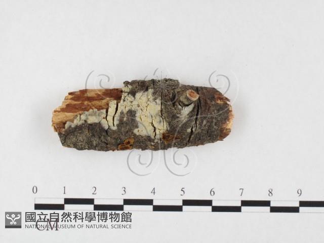 登錄號:F0026628藏品圖，第1張