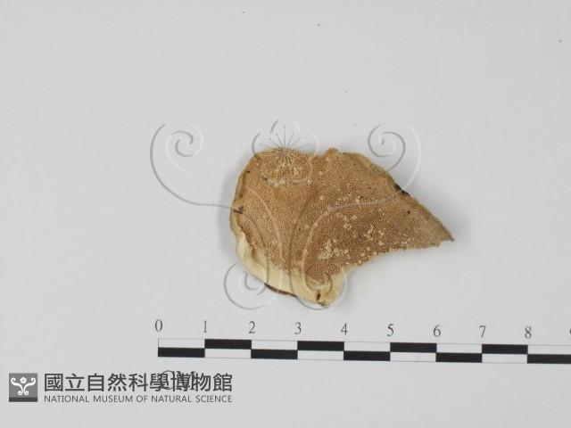 登錄號:F0006628藏品圖，第1張