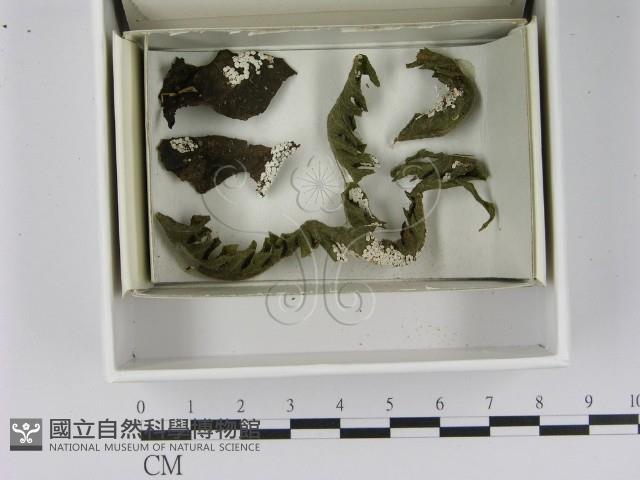 登錄號:F0021628藏品圖，第1張