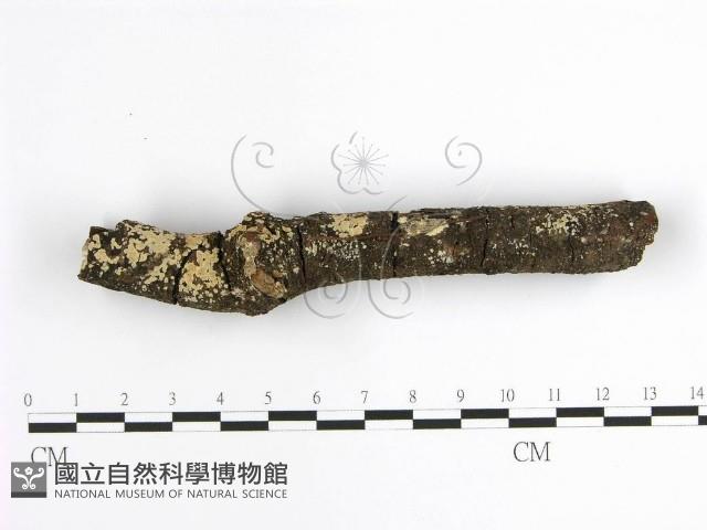 齒耳菌屬藏品圖，第1張