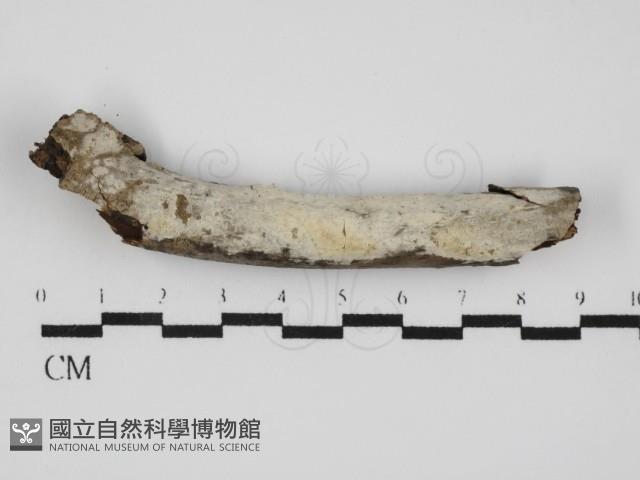 刺皮菌屬藏品圖，第1張
