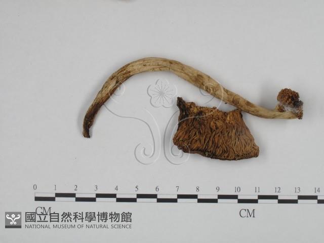 鵝膏屬藏品圖，第1張