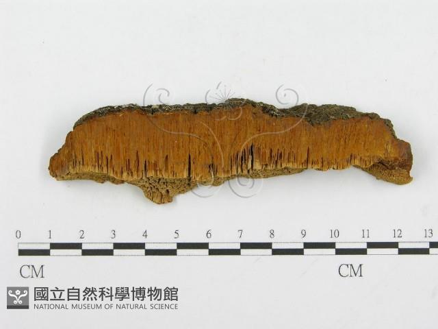 登錄號:F0004628藏品圖，第1張