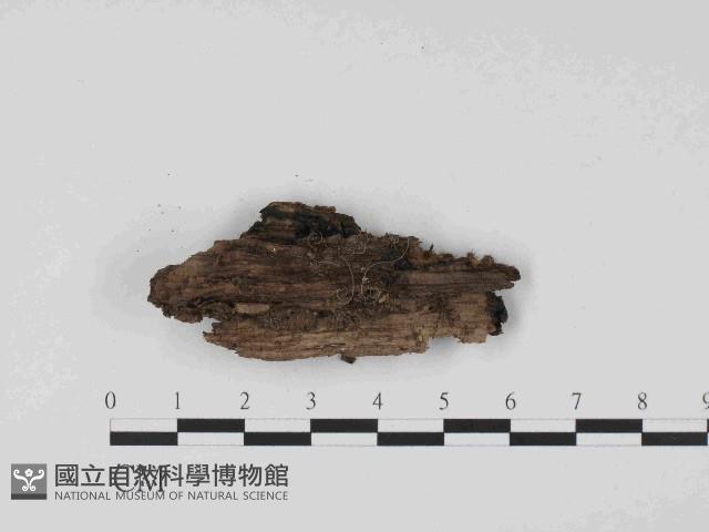 登錄號:F0014628藏品圖，第1張