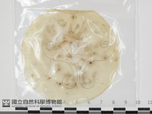 登錄號:F0034628藏品圖，第1張