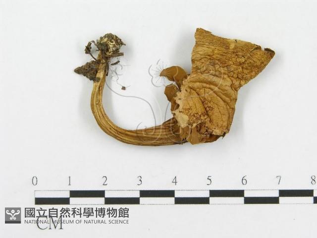 登錄號:F0002628藏品圖，第1張