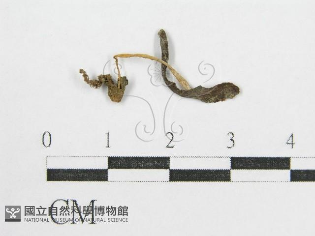 鬼傘屬藏品圖，第1張