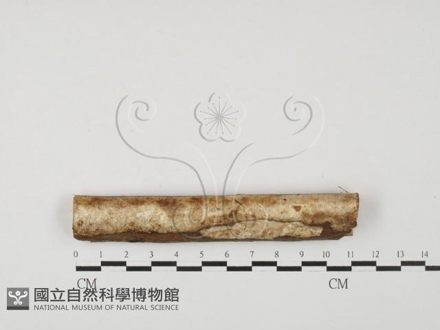 登錄號:F0027628藏品圖，第1張