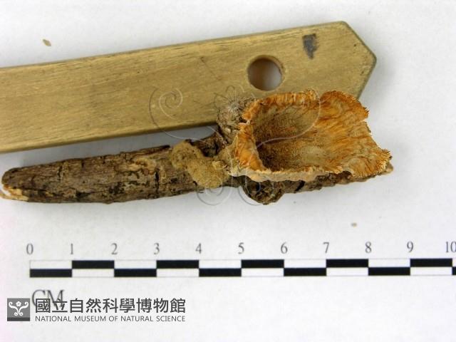 優雅波邊革菌藏品圖，第1張