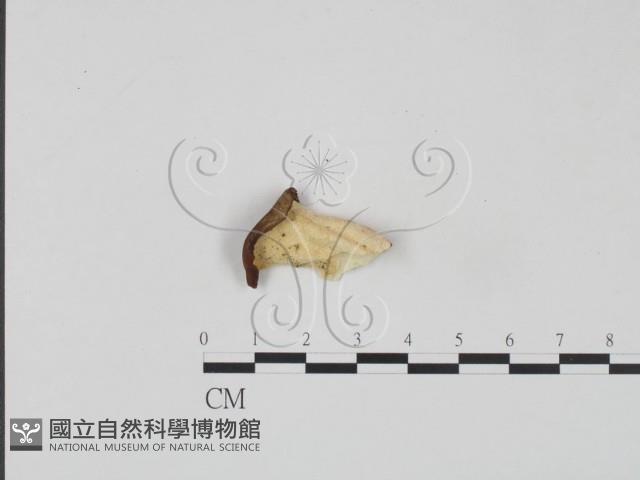 登錄號:F0017628藏品圖，第1張