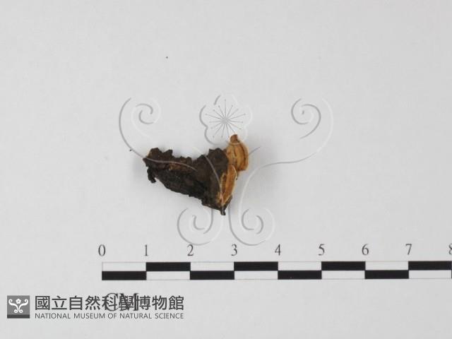 薄孔菌屬藏品圖，第1張