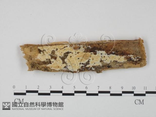 登錄號:F0009628藏品圖，第1張