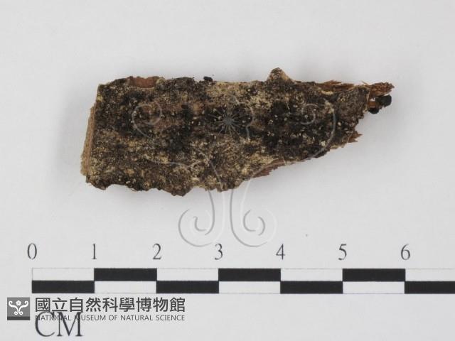 登錄號:F0019628藏品圖，第1張
