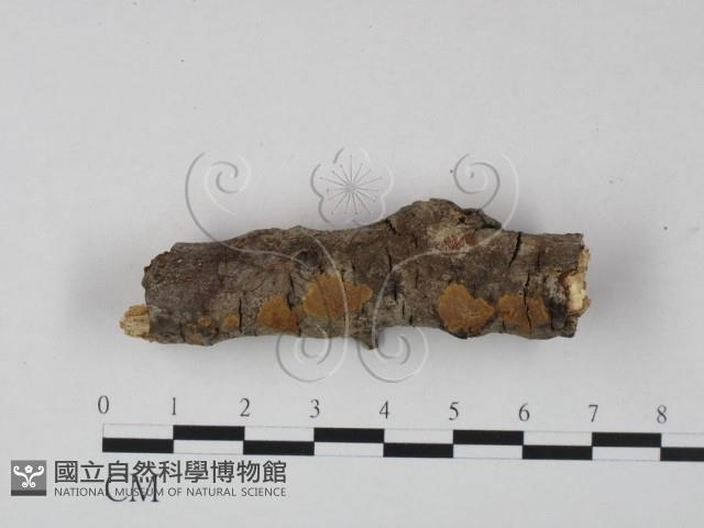 刺革菌屬藏品圖，第1張