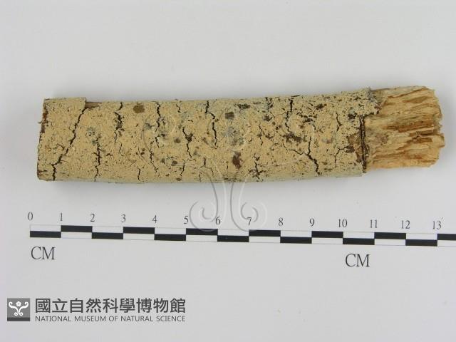 登錄號:F0003628藏品圖，第1張