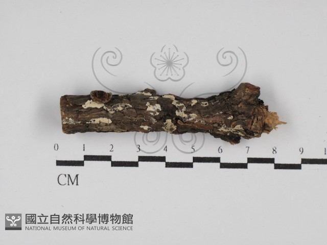 登錄號:F0013628藏品圖，第1張
