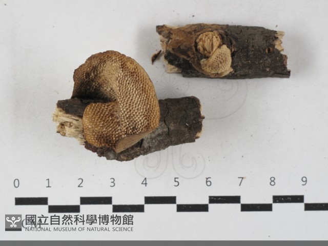登錄號:F0033628藏品圖，第1張