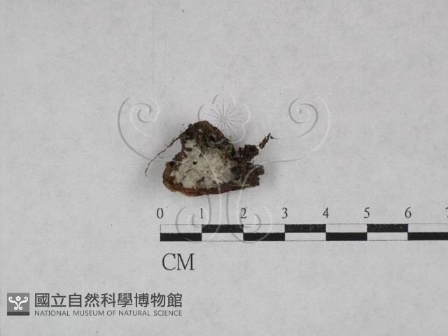 銳岩菌屬藏品圖，第1張