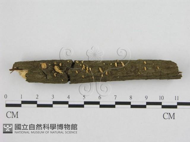 登錄號:F0020428藏品圖，第1張