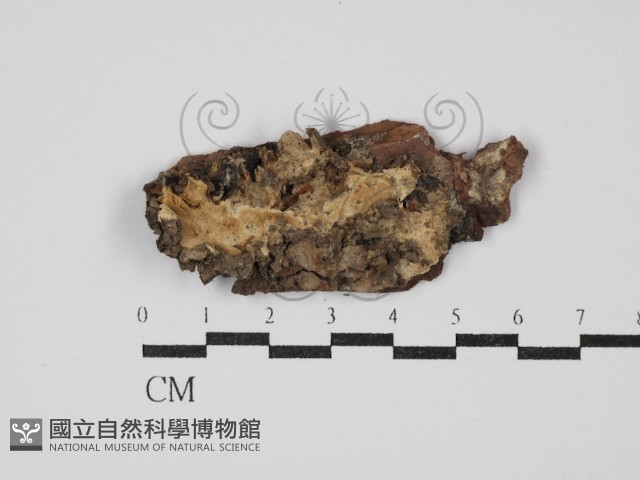 登錄號:F0030428藏品圖，第1張