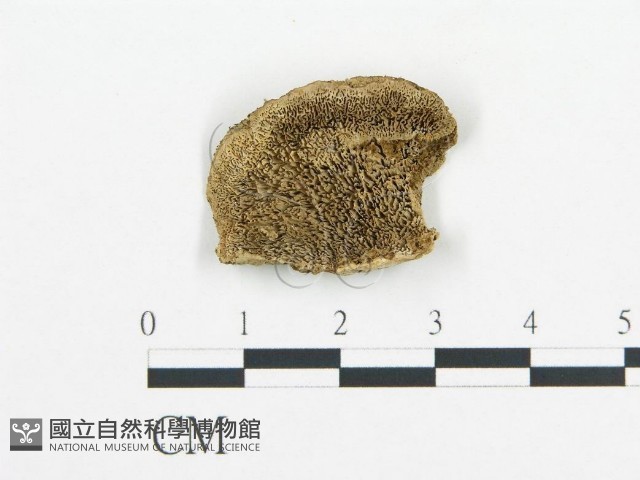 登錄號:F0006428藏品圖，第1張