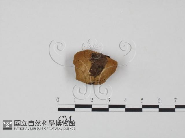 登錄號:F0016428藏品圖，第1張