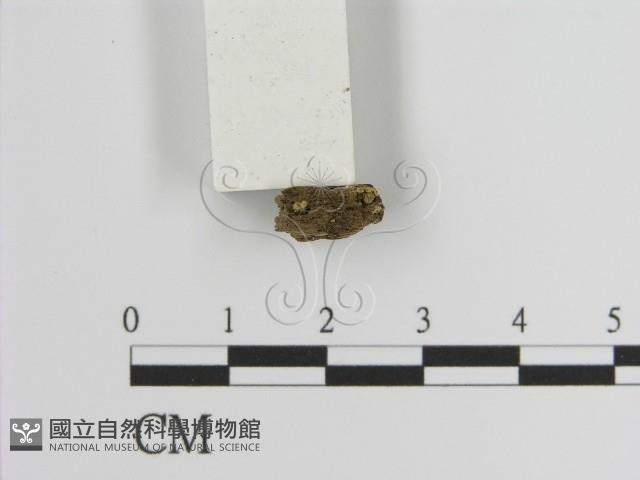 登錄號:F0021428藏品圖，第1張
